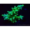 WYSIWYG RAH Acropora austera Yellow Tips