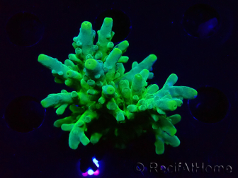 WYSIWYG RAH Acropora austera Yellow Tips