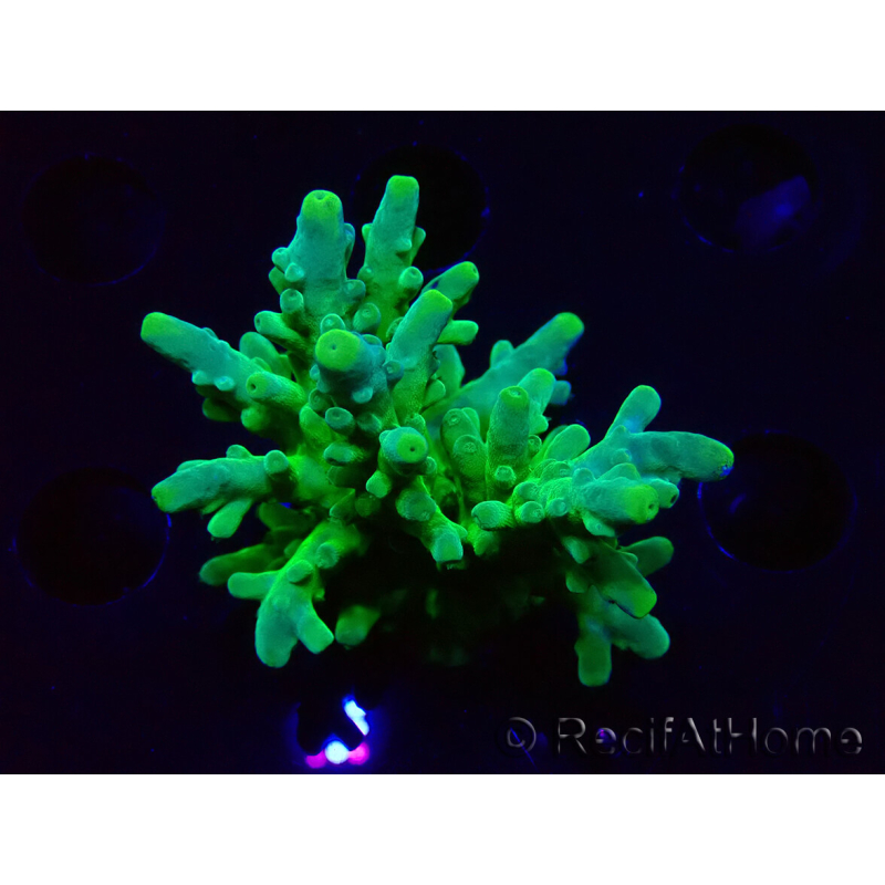 WYSIWYG RAH Acropora austera Yellow 5G2