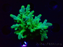 WYSIWYG RAH Acropora austera Yellow Tips