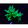 WYSIWYG RAH Acropora austera Yellow Tips