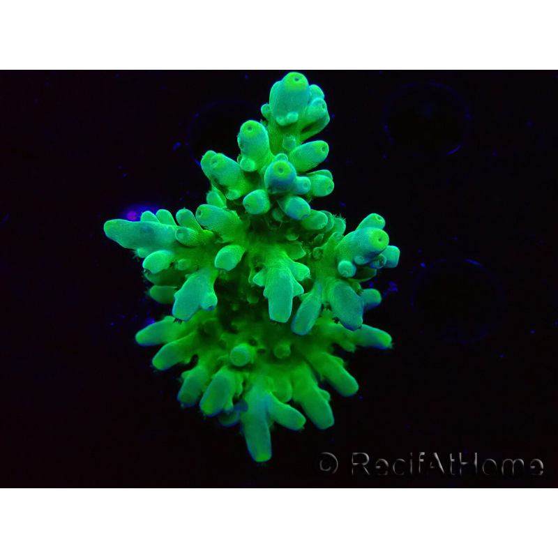 WYSIWYG RAH Acropora austera Yellow 5G3