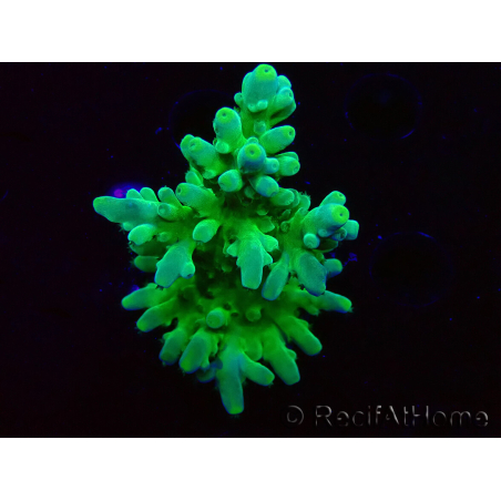 WYSIWYG RAH Acropora austera Yellow 5G3