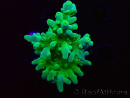 WYSIWYG RAH Acropora austera Yellow Tips