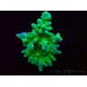 WYSIWYG RAH Acropora austera Yellow Tips