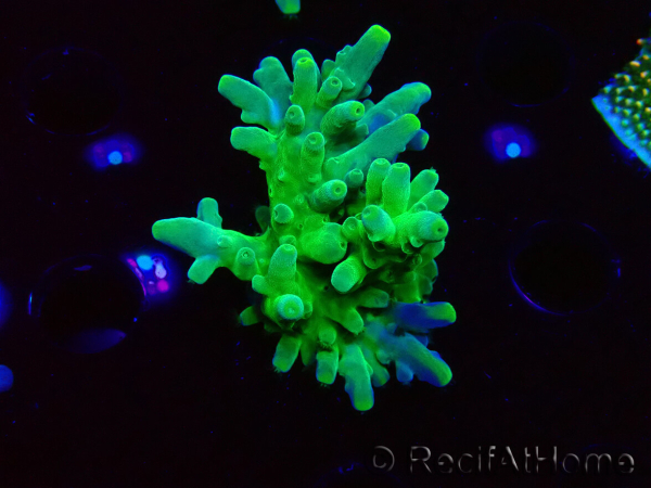WYSIWYG RAH Acropora austera Punte Gialle