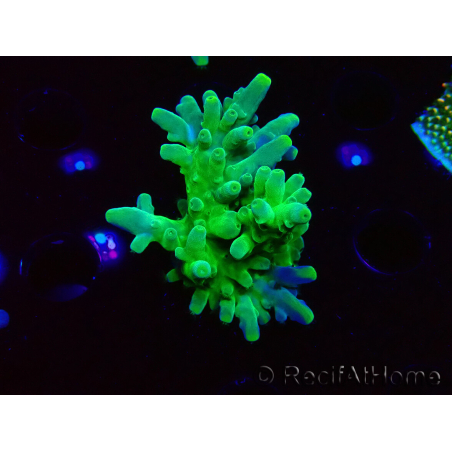 WYSIWYG RAH Acropora austera Yellow Tips
