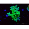 WYSIWYG RAH Acropora austera Yellow Tips