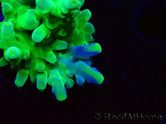 WYSIWYG RAH Acropora austera Punte Gialle