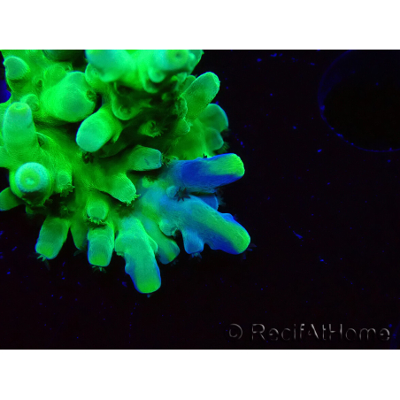 WYSIWYG RAH Acropora austera Yellow Tips