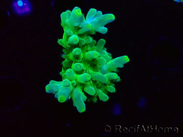 WYSIWYG RAH Acropora austera Gelbe Spitzen