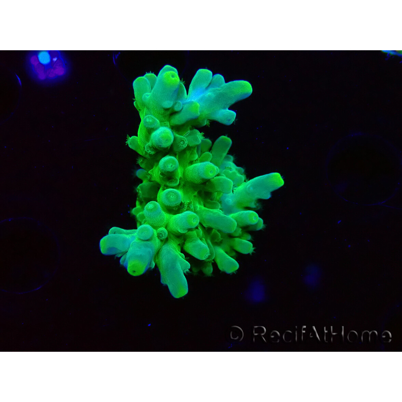WYSIWYG RAH Acropora austera Yellow 5G5