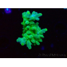 WYSIWYG RAH Acropora austera Yellow 5G5