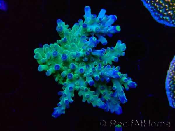 WYSIWYG RAH Acropora Rose Gold