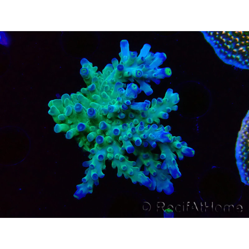WYSIWYG LR Acropora austera Yellow Tips 5F6