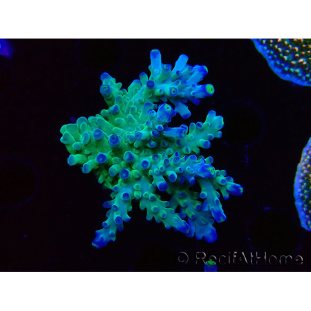 WYSIWYG LR Acropora austera Yellow Tips 5F6