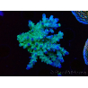 WYSIWYG LR Acropora austera Yellow Tips 5F6