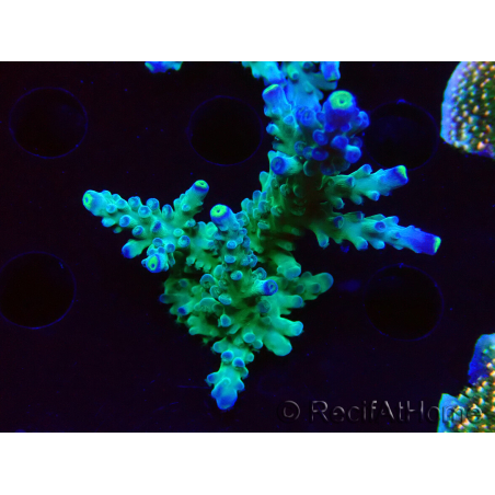 WYSIWYG LR Acropora austera Yellow Tips 5F7