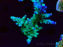 WYSIWYG LR Acropora austera Yellow Tips 5F7