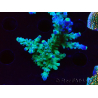 WYSIWYG LR Acropora austera Yellow Tips 5F7