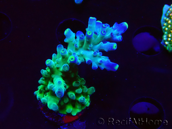 WYSIWYG RAH Acropora Rose Gold