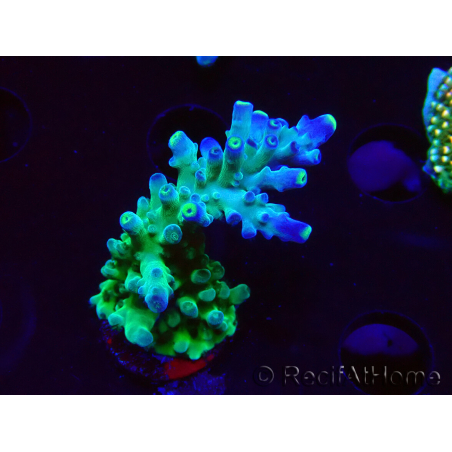 WYSIWYG LR Acropora austera Yellow Tips 5F8