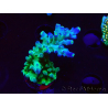 WYSIWYG LR Acropora austera Yellow Tips 5F8