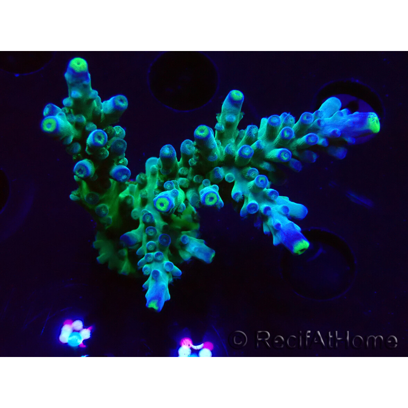 WYSIWYG LR Acropora austera Yellow Tips 5F9