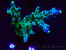 WYSIWYG LR Acropora austera Yellow Tips 5F9