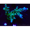 WYSIWYG LR Acropora austera Yellow Tips 5F9