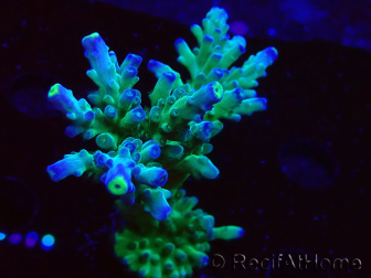 WYSIWYG LR Acropora austera Yellow Tips 5F10