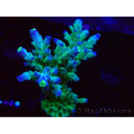 WYSIWYG LR Acropora austera Yellow Tips 5F10