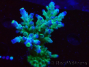 WYSIWYG RAH Acropora Rose Gold