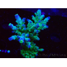 WYSIWYG LR Acropora austera Yellow Tips 5F10