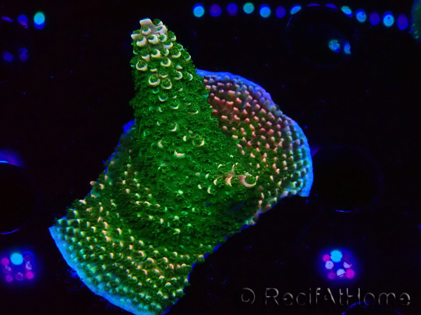 WYSIWYG RAH Acropora abrotanoides Pink Tips