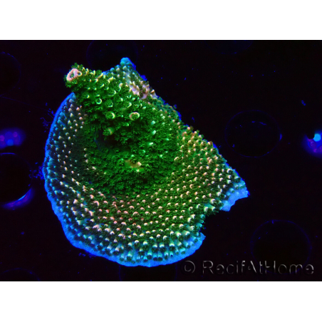 WYSIWYG RAH Acropora abrotanoides Pink Tips