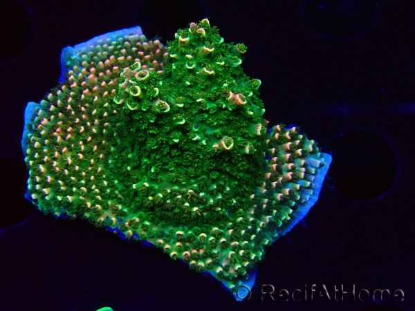 WYSIWYG RAH Acropora abrotanoides Pink Tips