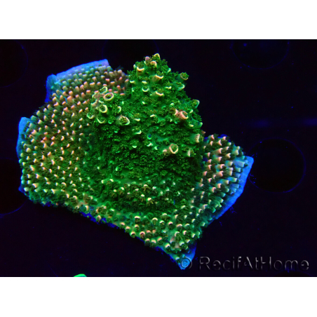 WYSIWYG RAH Acropora abrotanoides Pink Tips 5H5