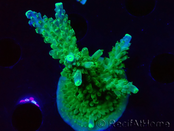 WYSIWYG RAH Acropora Joker 5H6