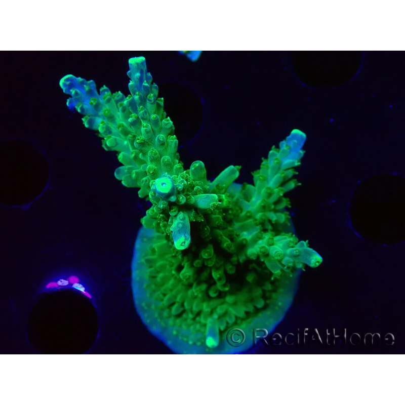 WYSIWYG RAH Acropora Joker