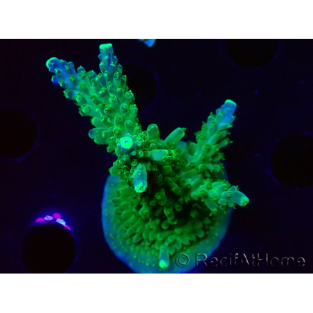 WYSIWYG RAH Acropora Joker