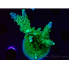 WYSIWYG RAH Acropora Joker