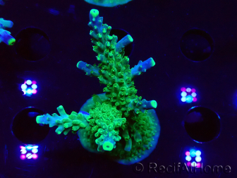 WYSIWYG RAH Acropora Joker