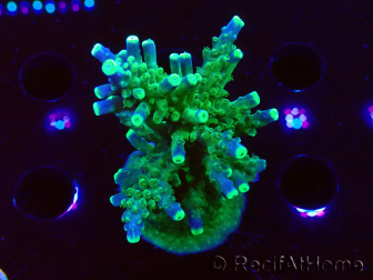 WYSIWYG RAH Acropora Joker