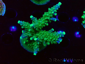 WYSIWYG RAH Acropora Joker 5H9