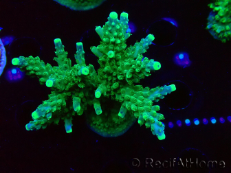 WYSIWYG RAH Acropora Joker
