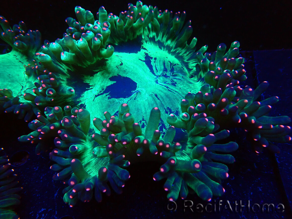 WYSIWYG Catalaphyllia jardinei Frag 13(Skeleton 5 cm/open 15 cm)
