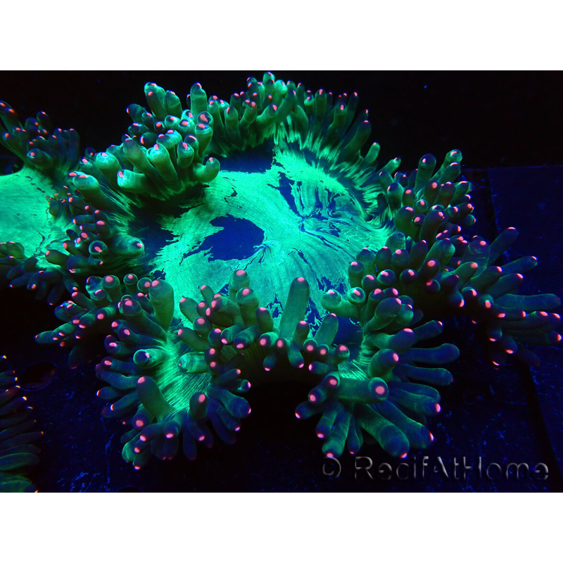 WYSIWYG Catalaphyllia jardinei Fragmento 11 (3 cm)