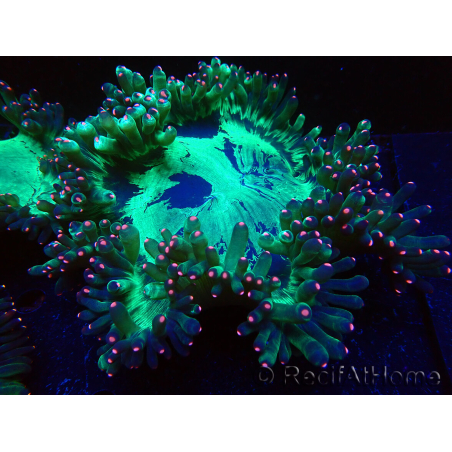 WYSIWYG Catalaphyllia jardinei Fragmento 11 (3 cm)