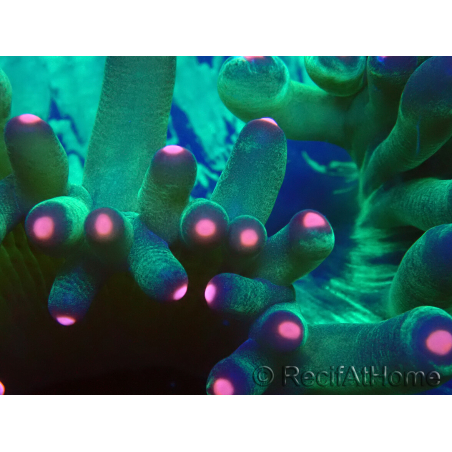 WYSIWYG Catalaphyllia jardinei Fragmento 11 (3 cm)